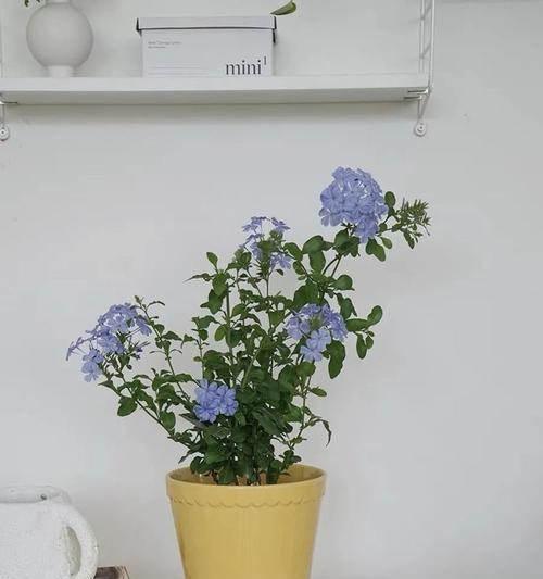 蓝雪花——室内最佳观赏植物（它是如何在室内生长的？室内养护技巧全面解析）