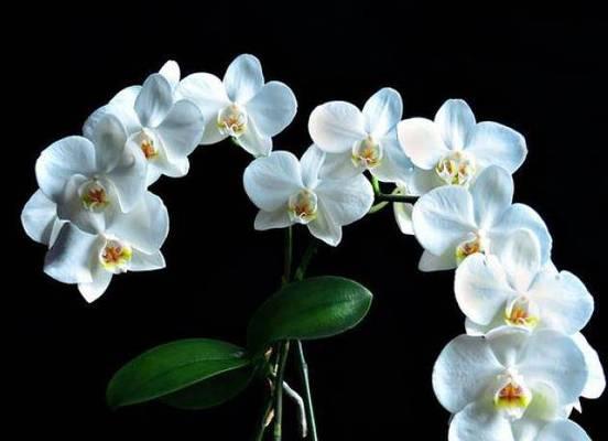 代表理性的花——雏菊（以冷静理智为主题的花语探究）
