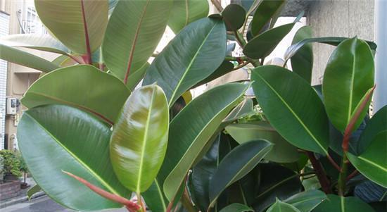 橡皮树毒性分析（适合室内养殖的常见植物）