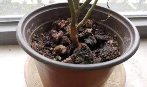 啤酒不兑水浇花是否可行？（探究啤酒在植物生长中的作用及其适用范围）