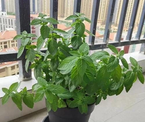 火命适合养什么花？（解读“火”属性人选花卉奥义，为你打造最美花园！）