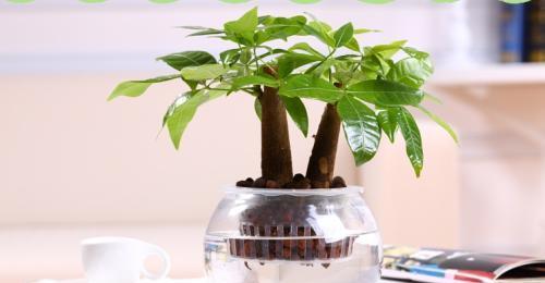 水培发财树的养护技巧（打造旺盛的发财树，从这里开始！）