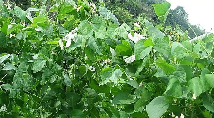 菜豆的生长过程及上市时间（从种子到成熟，了解菜豆的成长历程）