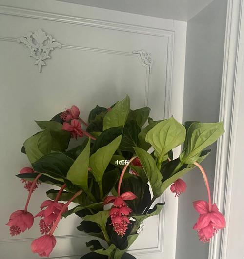 如何养护宝莲灯花，让其长得更健康美丽？（宝莲灯花养护全攻略，从浇水到施肥全面解析。）