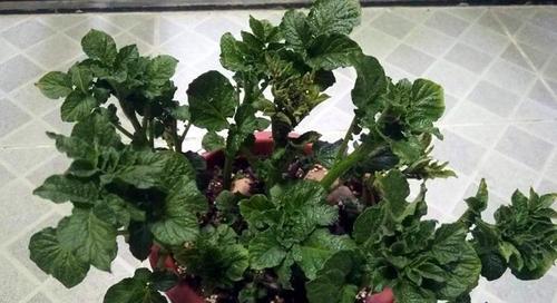 土豆能否在花盆里种植？（可行性与注意事项）
