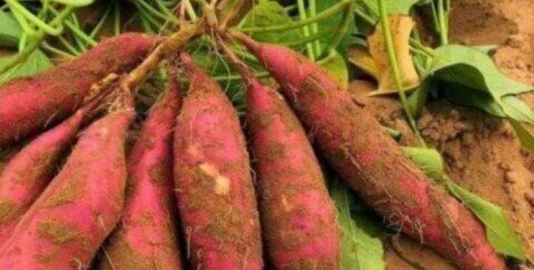 地瓜的植物类型及其特点（探究地瓜的分类学归属以及生长习性）