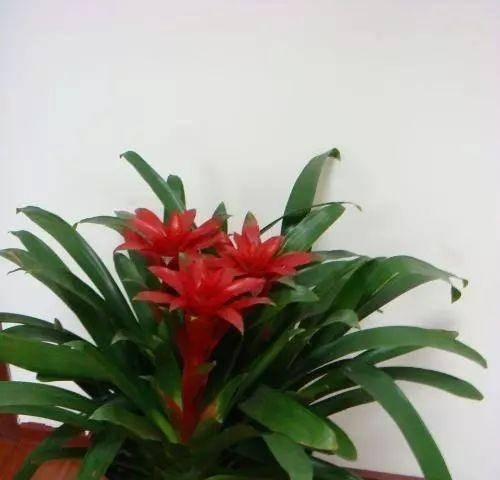 73属牛的旺财秘笈——养这些植物就能发财（种植适合73属牛的植物，让财运水涨船高！）