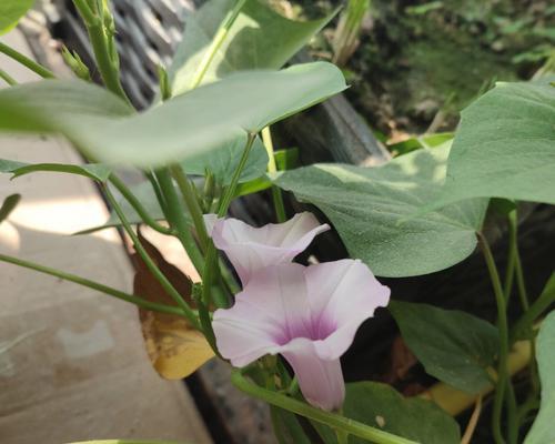 红薯开花时间及生长特点（揭秘红薯开花的奥秘，了解红薯生长特点）