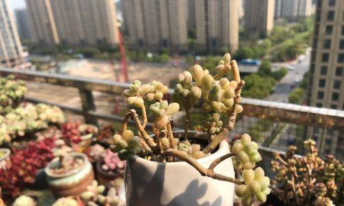 解决姬秋丽徒长问题的方法（如何让姬秋丽健康生长）