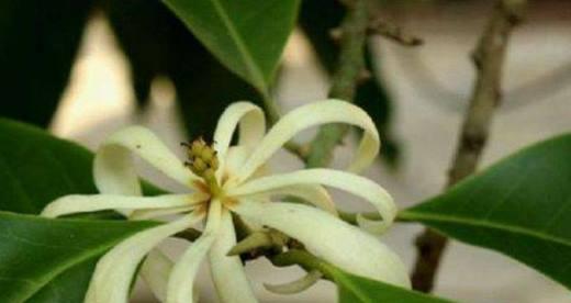 白兰花的上盆时间与养护方法（打造美丽高贵的白兰花——如何正确上盆与养护白兰花）