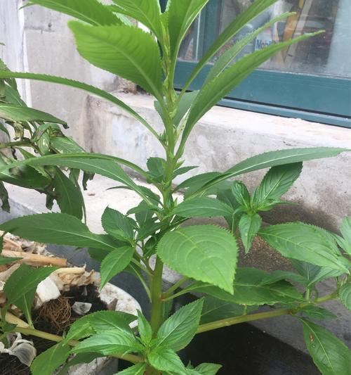 凤仙花盆栽种植全攻略（如何一盆种植多株凤仙花，让它们茁壮生长？）