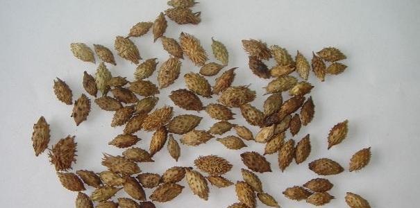 苍耳草的功效与作用（了解苍耳草的禁忌副作用及正确使用方法）