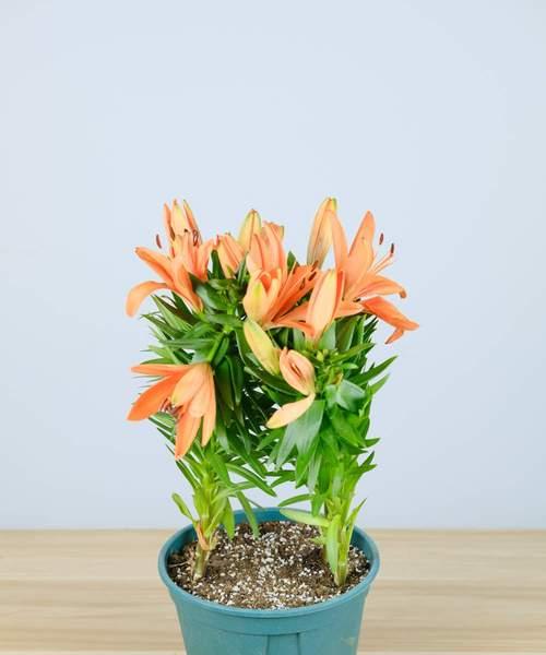 盛开在四季的百合花（探秘百合花开放的季节及种植技巧）