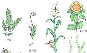 葫芦藓是否具有种子？（葫芦藓的生长特点、种子形态以及传播方式）