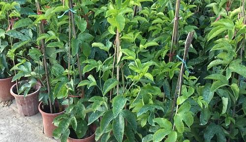 百香果的生长特点及栽培技巧（探秘多年生植物百香果，助你成为果农大师）