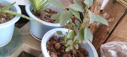 化肥水的正确使用方法（让您的花儿更加茁壮成长）