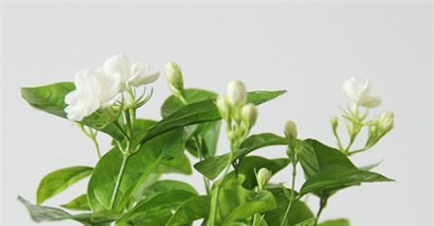 可乐浇茉莉，真的可行吗？（了解这些，再决定是否尝试）