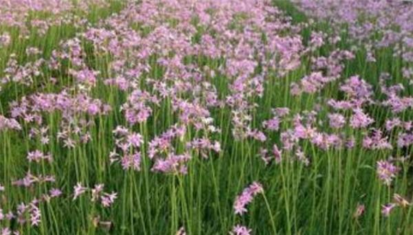 翠芦莉——一种优美的草本植物（探究翠芦莉的草本特征和种植技巧）