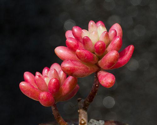 虹之玉开花之秘（探秘虹之玉开花的奥秘，解开神奇之谜）