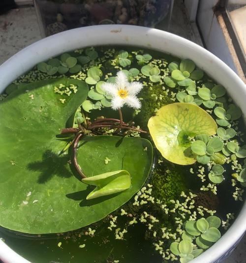 荷花的生长过程（荷花花期多长时间，开花多久凋谢，如何养护）