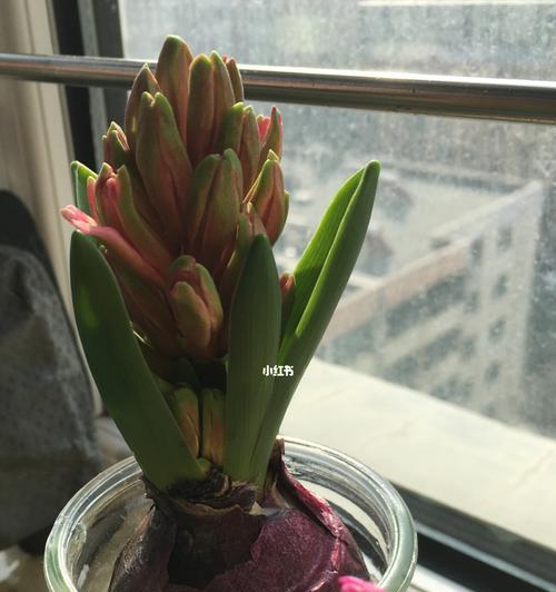 风信子开完花后的护理方法（细节决定花期长度，这些小技巧不容错过）