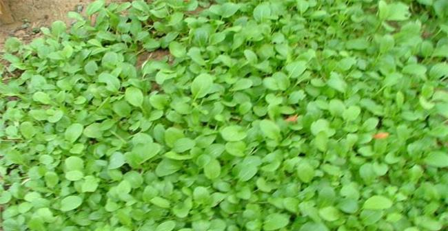 鸡毛菜种子保存与种植方法详解（保存种子，收获美味鸡毛菜；学会种植，轻松DIY家庭菜园）