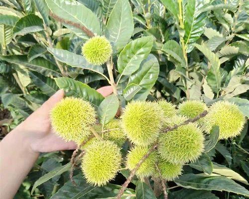 板栗盆栽，小小植物也能享受果实（了解这些，轻松打造盆栽果树）