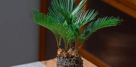 金牛座如何通过种植植物来旺财？（探索金牛座适合养的植物种类和风水知识）