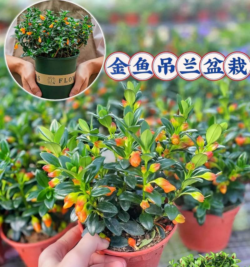 金鱼吊兰如何正确浇水？（掌握正确时间和方法，让你的悬挂植物更健康）