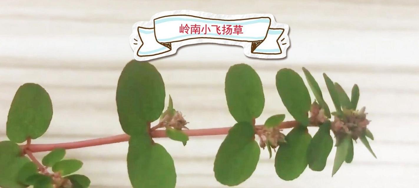 飞扬草的神奇功效与食用方法（探究飞扬草的营养价值、药用功效及烹饪技巧）