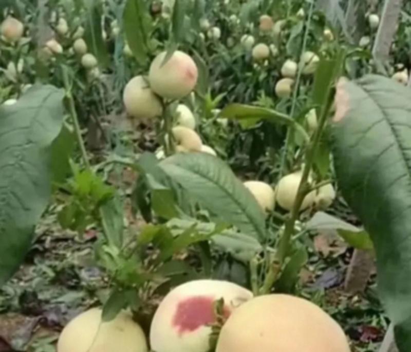 探讨桃子的植物学归属（桃子是被子植物吗？——从形态特征到生殖方式的解析）