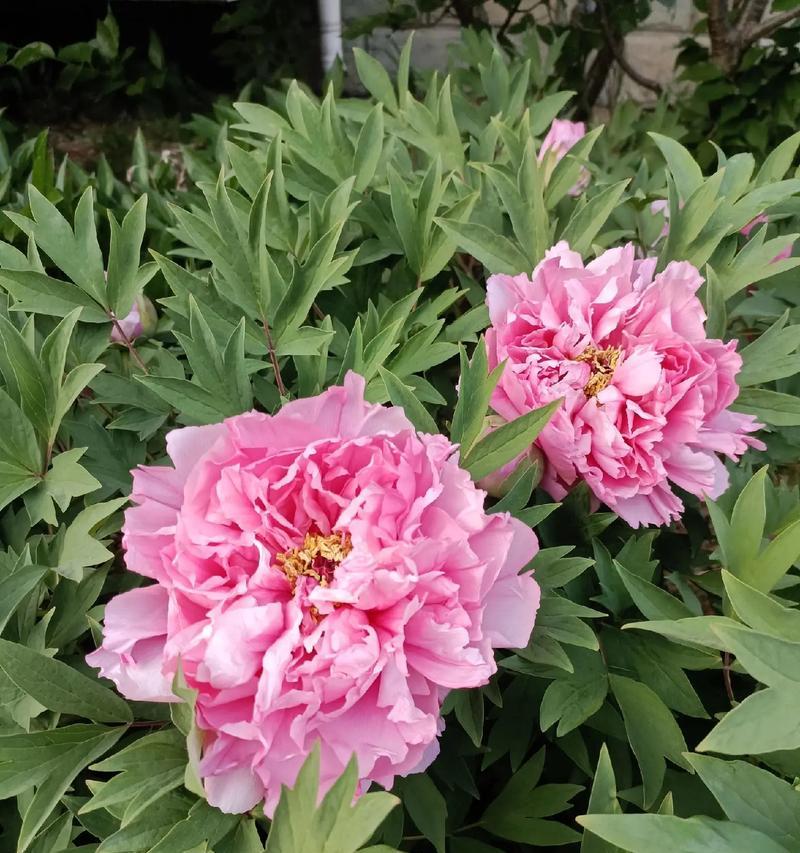 桃梅花期的长短（解读桃梅花期，享受春天的美好）