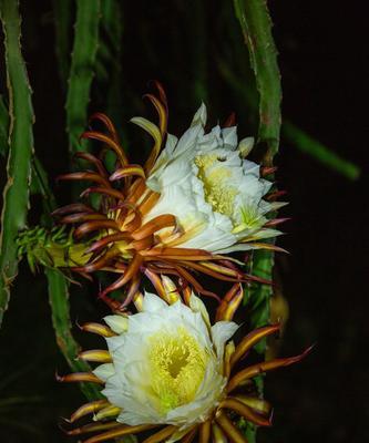 火龙果花的神奇功效（探究火龙果花的药用价值）