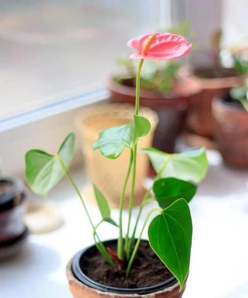 为什么红掌不开花？（探究红掌不开花的原因，解决你的烦恼。）