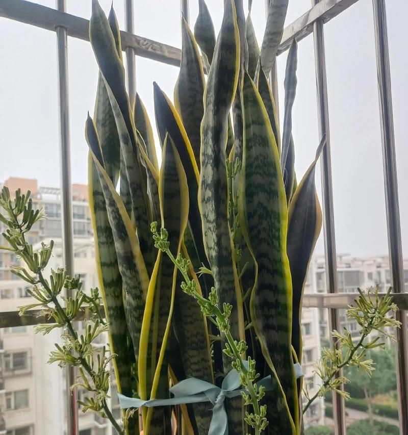 虎皮兰开花（观赏虎皮兰开花的美丽）