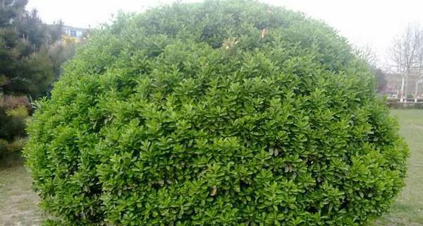 种植冬青的好处及注意事项（打造美丽家园的选择，冬青有哪些特点和养护要点）