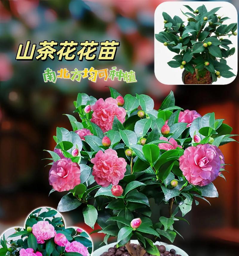 茶花适合种在院子里吗？（了解茶花的生长条件与喜好，打造属于自己的茶花园）