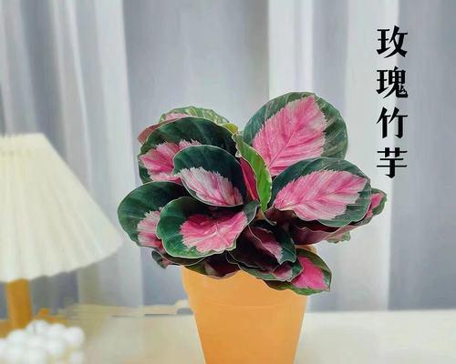 彩叶竹芋水培养殖方法（简单易行的水培养殖技巧）