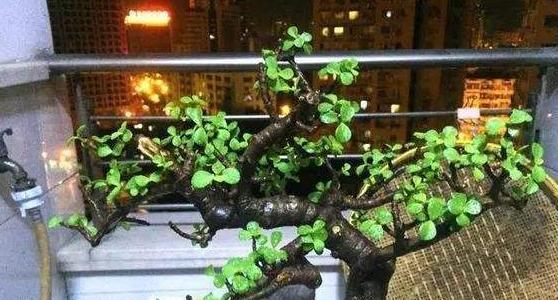 金枝玉叶盆栽的大小选择（大盆VS小盆，哪个更好？）