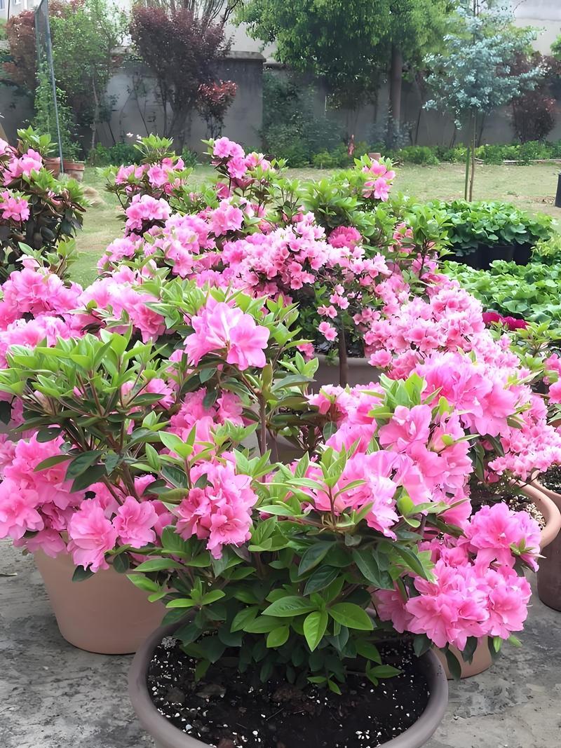探究杜鹃不开花的原因（为什么杜鹃不开花？了解杜鹃的生长习性和养护方法）