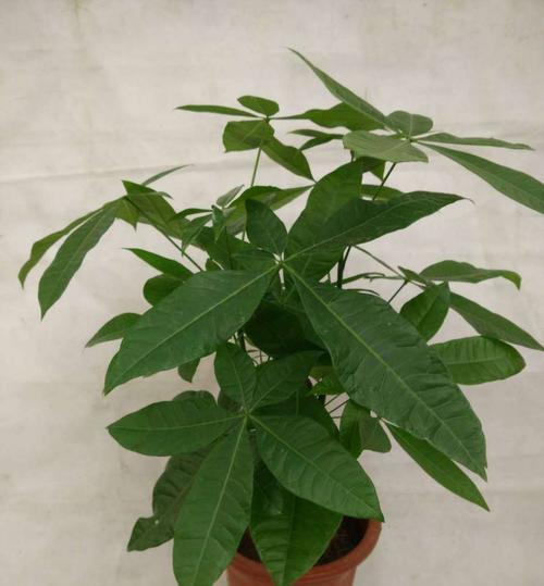 发财树不仅是装饰植物，更是木本植物！（探究发财树的真正身份与特性，从土壤到光照一网打尽！）