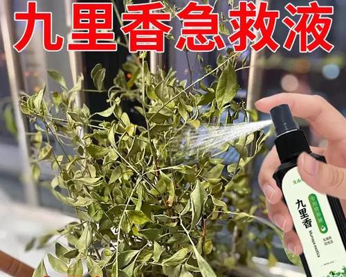 九里香不开花的原因（探究九里香不开花的根源与解决方法）