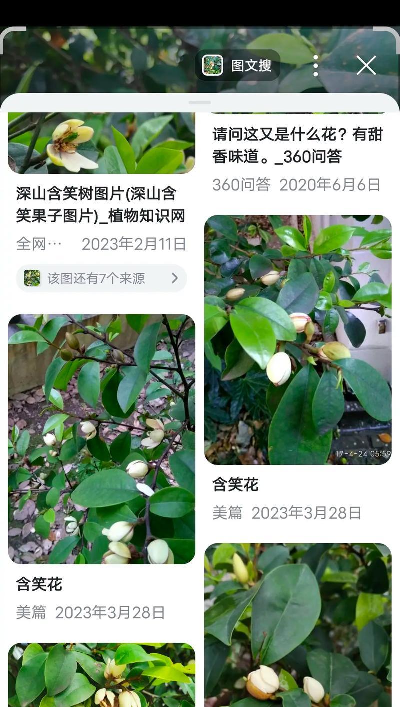 含笑花开在什么季节？花期长短如何？（探究含笑花的开花时间和生长习性）