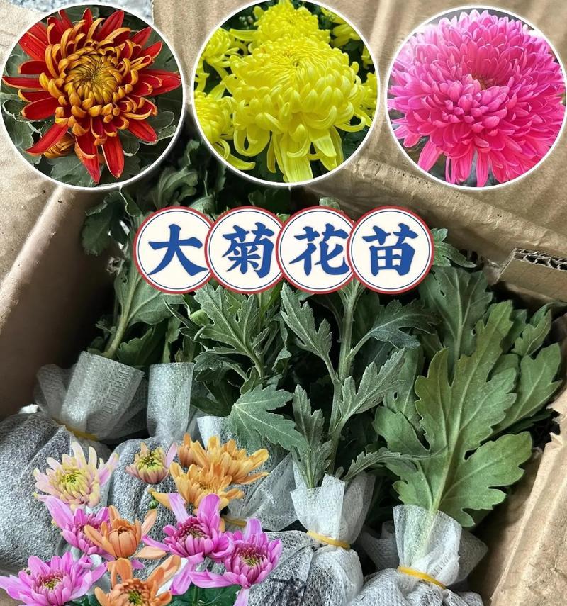 探秘菊花开花温度的奥秘（解析菊花开花温度，了解其养护方法）