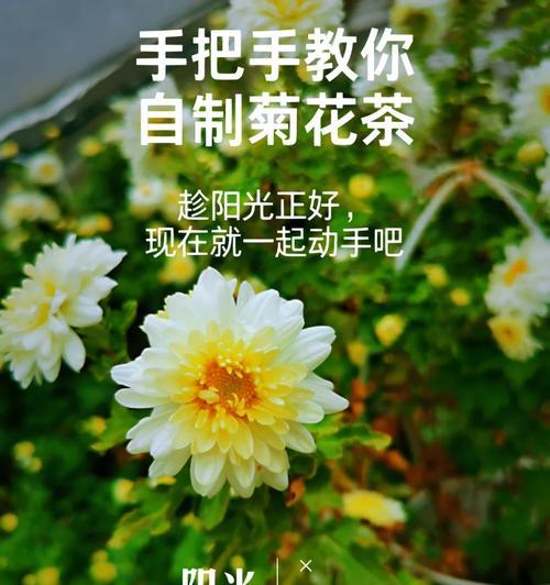 如何在家里种植白菊花（白菊花的品种选择及种植技巧）
