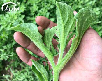 冰菜夏季种植指南（适合炎热季节的蔬菜，不容错过！）