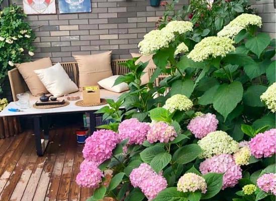露台花园装饰，选择适合的花卉种类（打造美丽花园，让露台生机盎然）