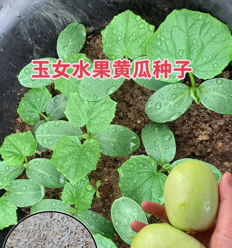 黄瓜种子的种植方法详解（从选种到成熟，全方位了解黄瓜种植）