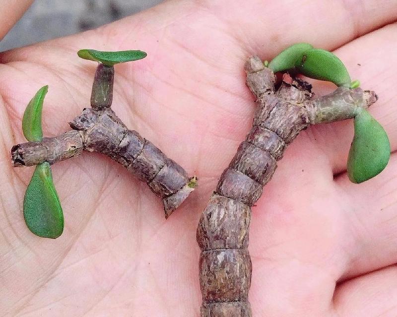 金枝玉叶盆栽（从植物需求、空间限制、装饰风格等角度出发，你的选择是否明智？）