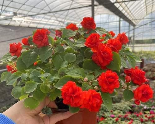 解密凤仙花，它究竟是水生植物吗？